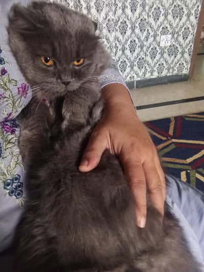grey and white cats pair with all assesories houses cage littefor sale