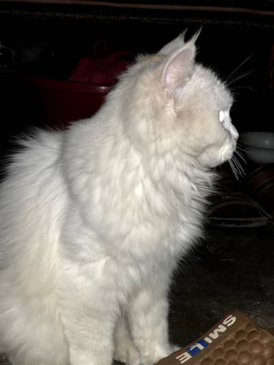 pure white Cat for sale