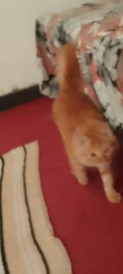 Beautiful Brown Cat for Sale  | Cute & Adorable Cat