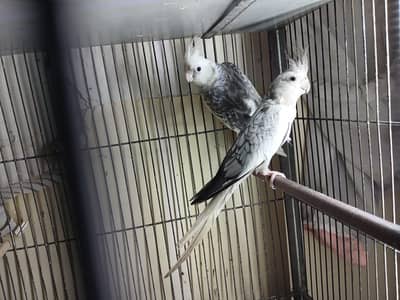 cocktail breeder pair + cage available 0/3/2/1/4/9/4/6/8/4/4