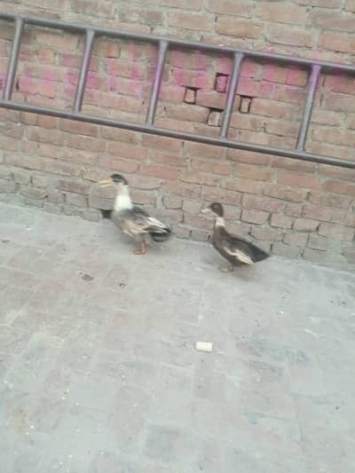 egg laying Krti hai only serious buyer contact me number 03117246019