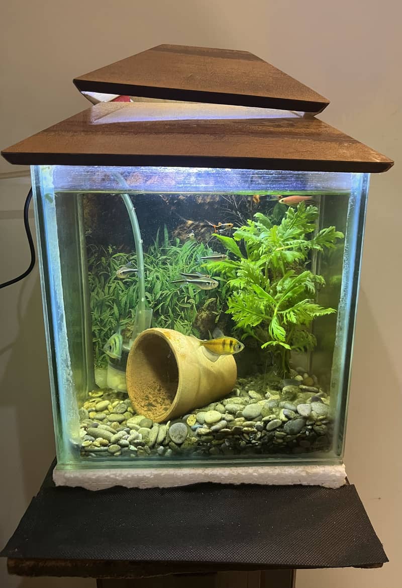 Small Aquarium Set 1