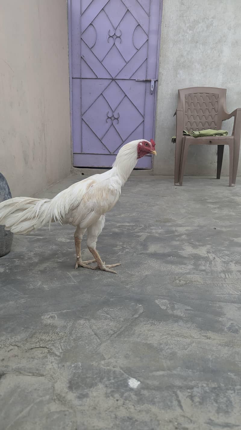 Heera 0