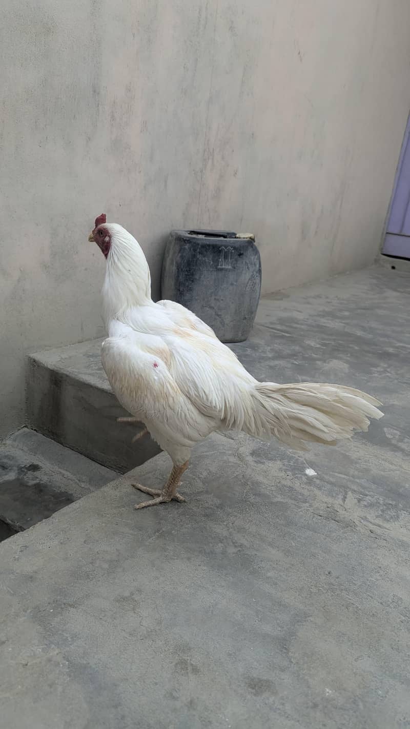 Heera 1
