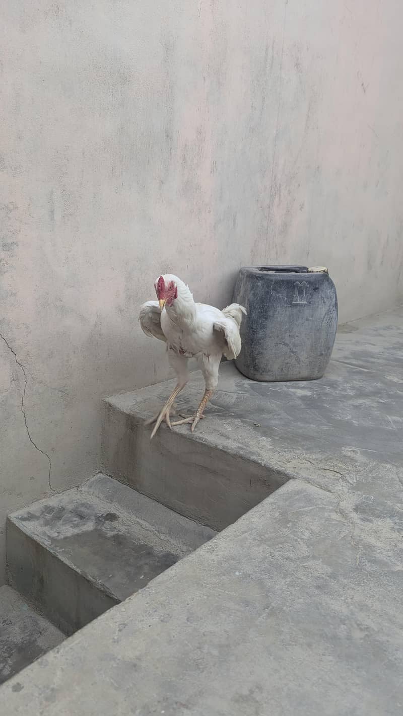 Heera 2