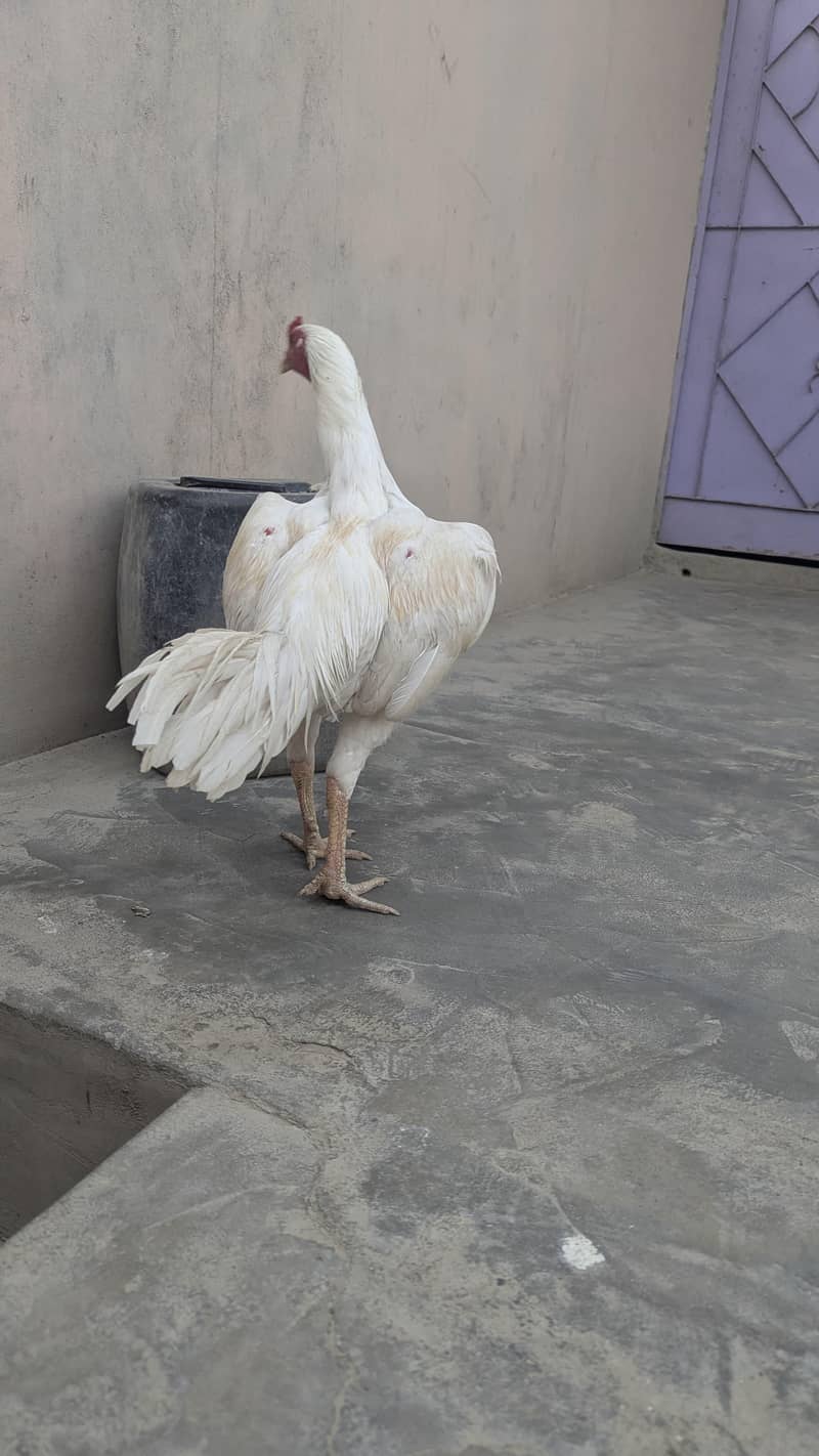 Heera 5
