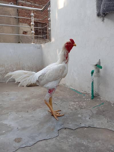 Pure shamo aseel murga for Sale | Lahore