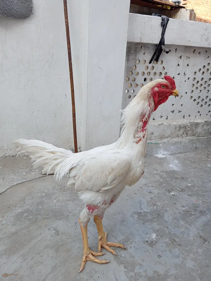 Pure shamo aseel murga for Sale | Lahore — photo 2