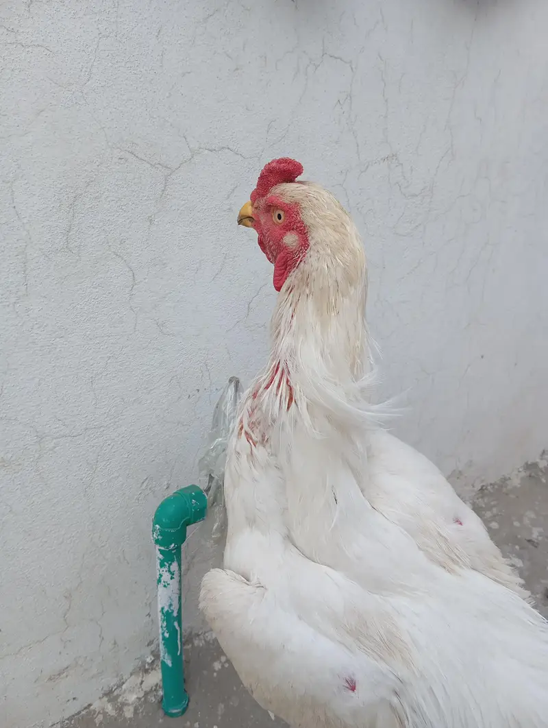 Pure shamo aseel murga for Sale | Lahore — photo 3