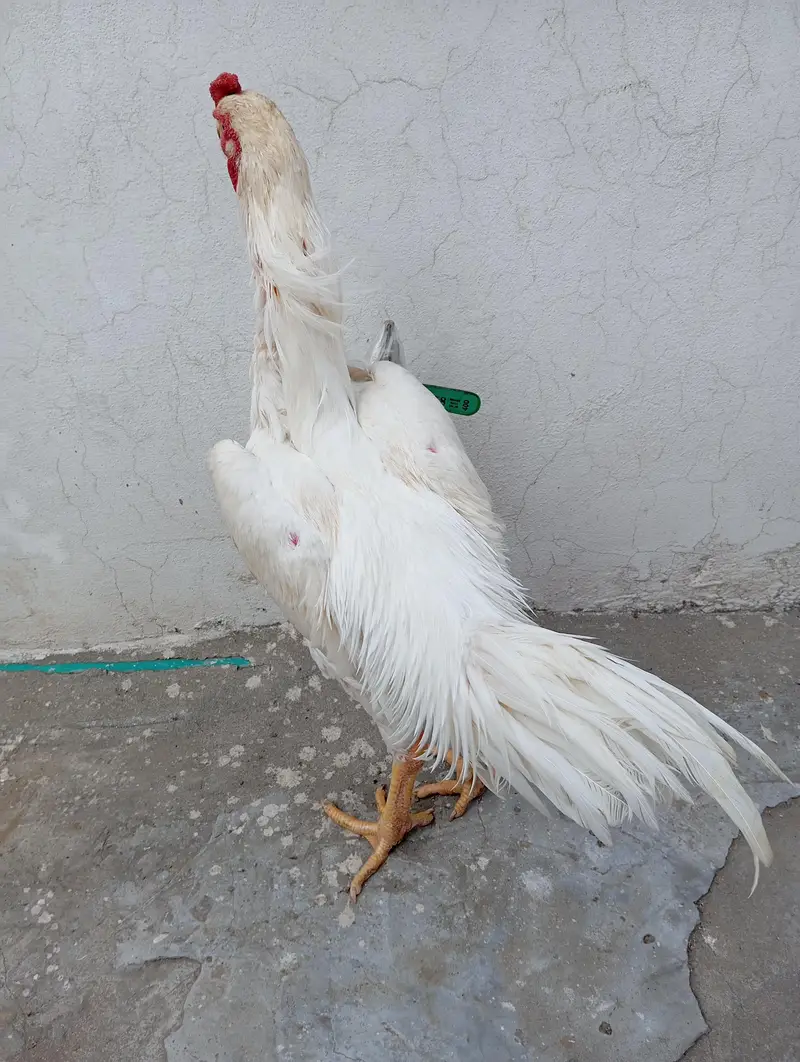 Pure shamo aseel murga for Sale | Lahore — photo 4