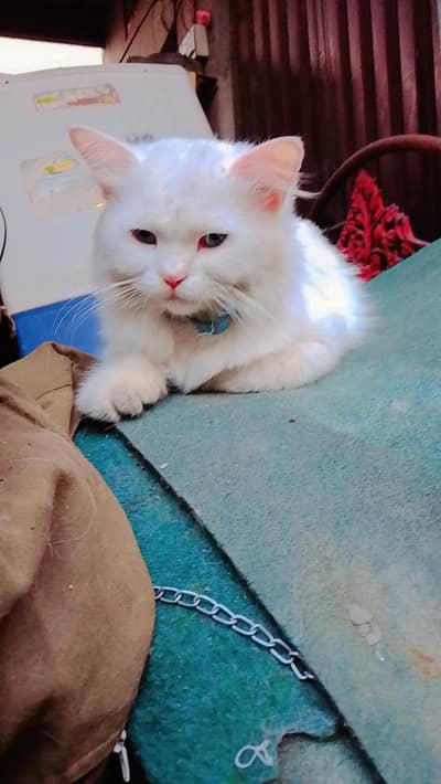 white white Persian cat male