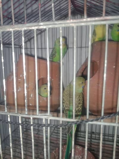 for sale