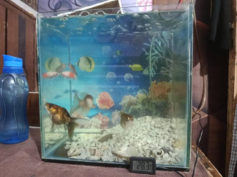 fish Aquarium 0