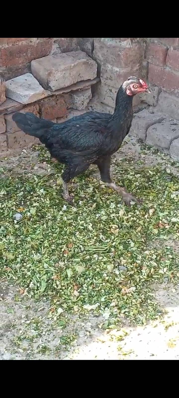 2 aseel mugrya 1