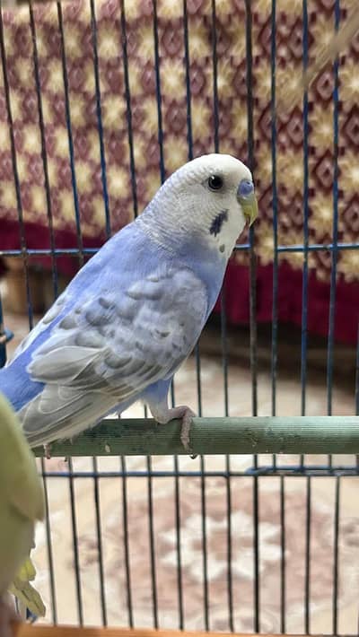 rainbow budgies for sell