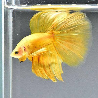 Dumbo ear, koi, candy and double tail betta fishes available