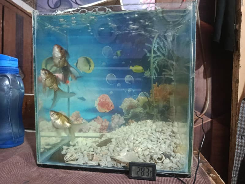 Fish Aquarium 0