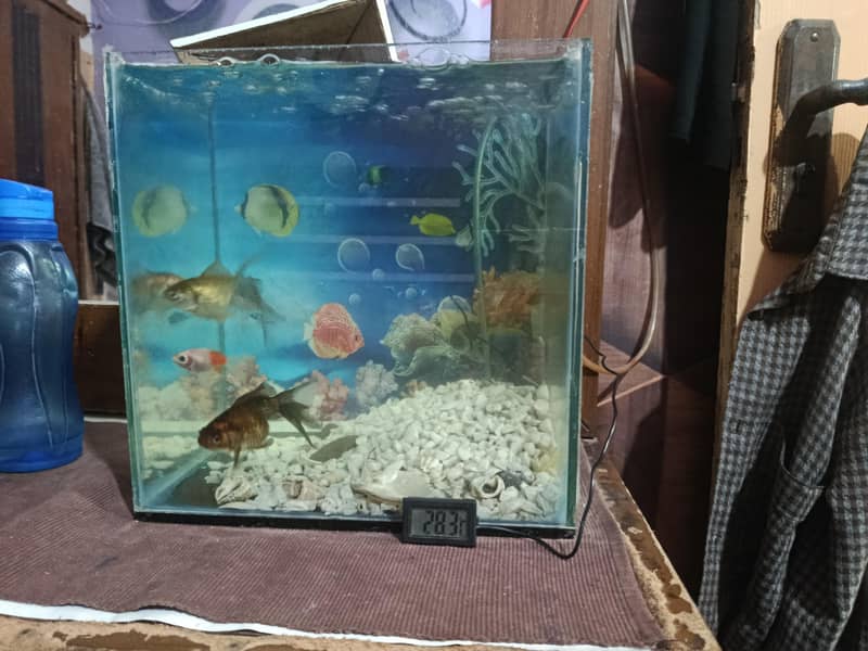 Fish Aquarium 2
