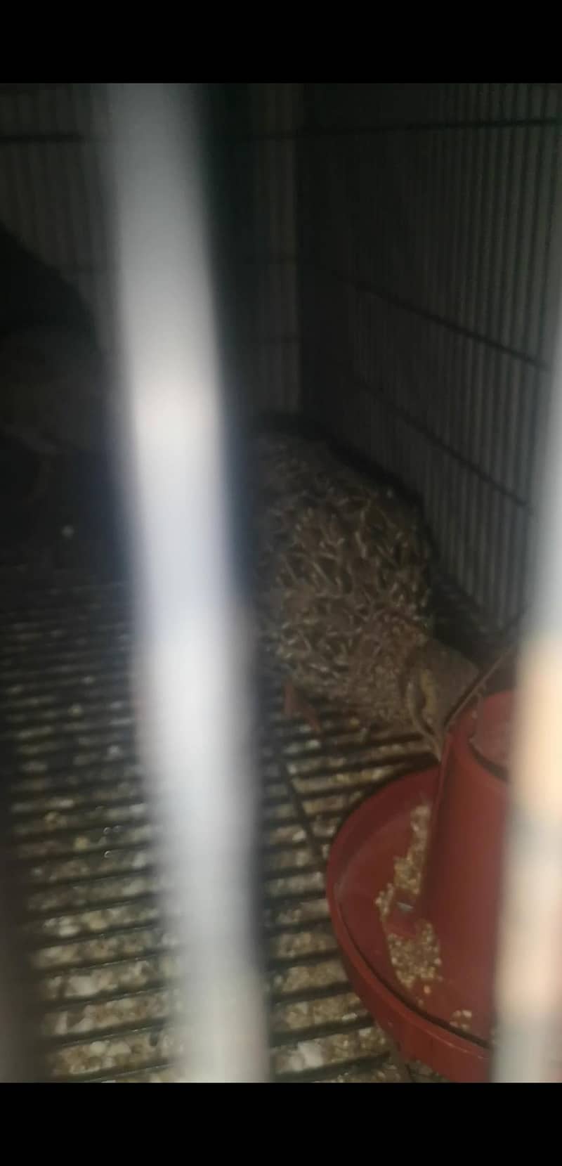 Female Available 1