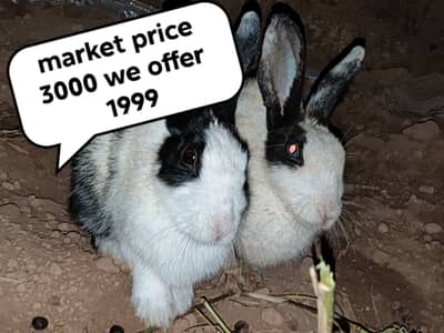 URGENT SALE! 2 Beautiful Black-Eyed Female Rabbits – Healthy & Cute