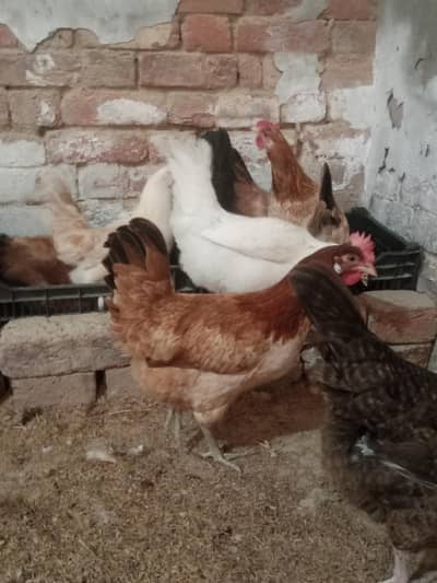 golden misri / desi hens / golden misri anday /