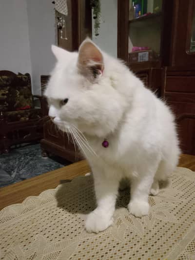cat Persian