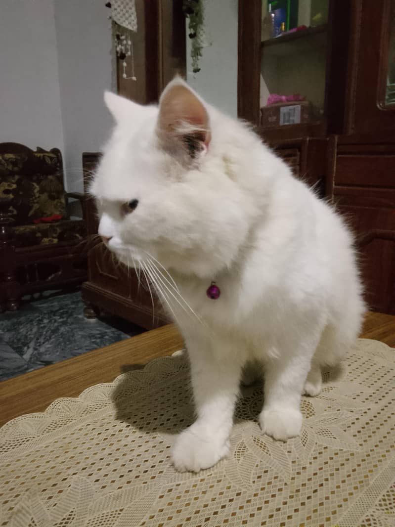 cat Persian 0