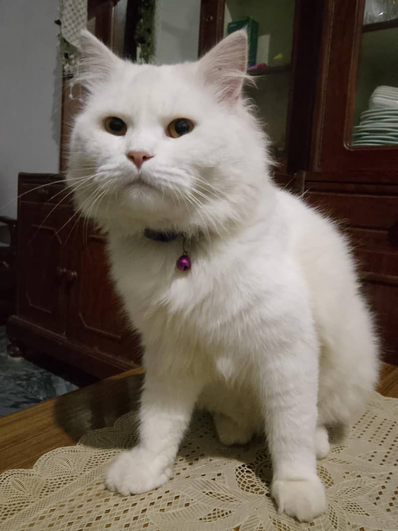 cat Persian 1