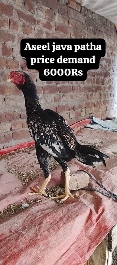 10 Premium birds Lot for sale |Heavy Breed| |White|