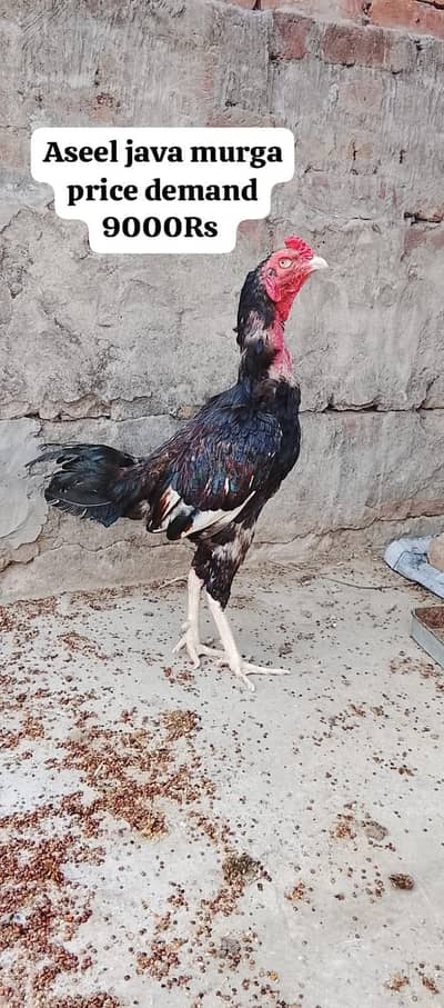10 Premium birds Lot for sale |Heavy Breed| |White|