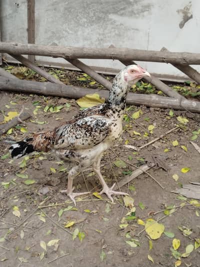 1 aseel cheena pair