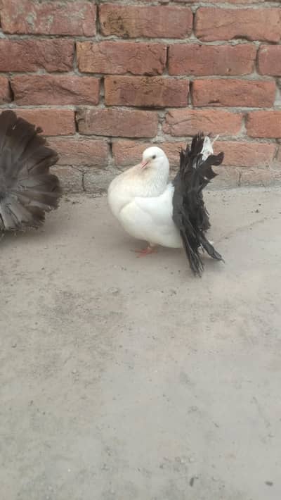 black tail bared male available
