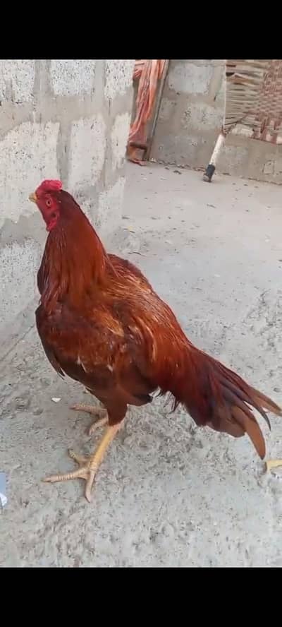 pure mianwali narangi patha male