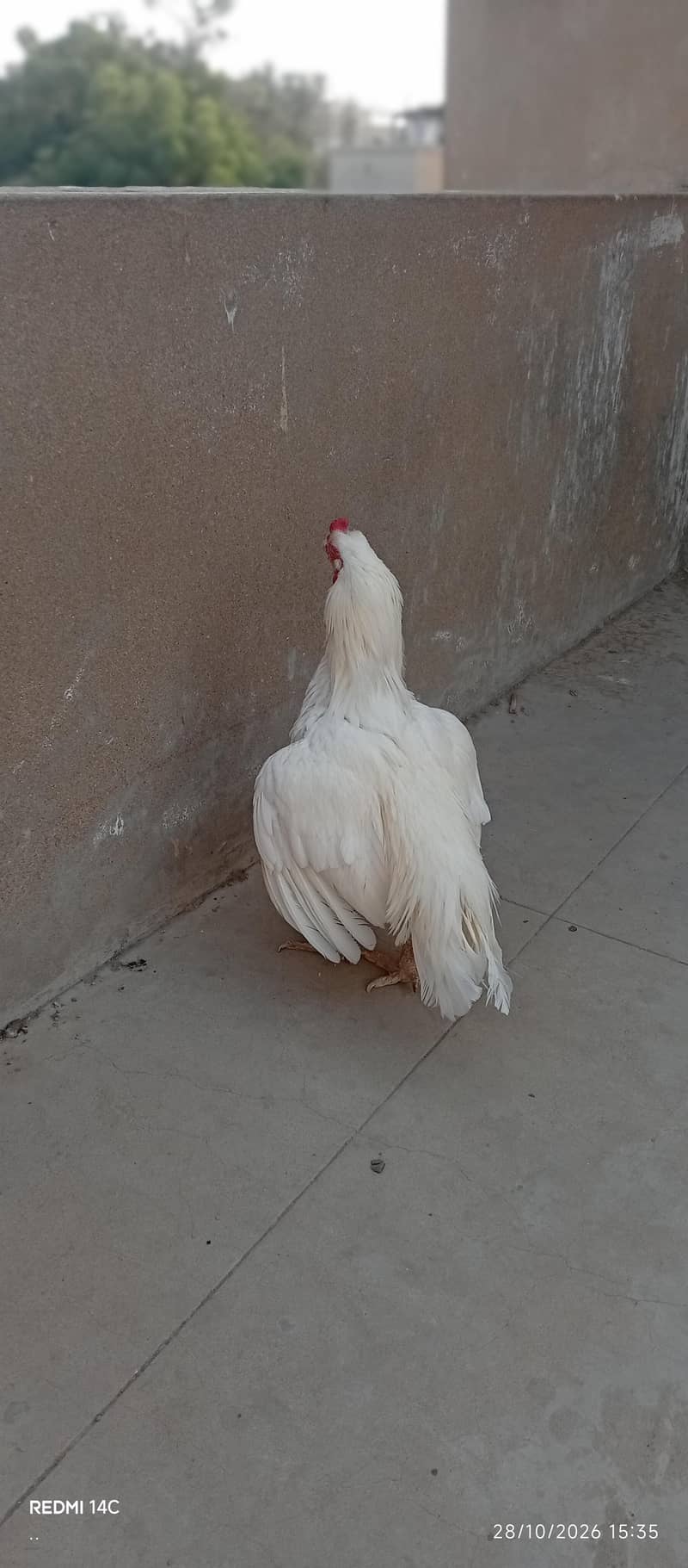miawali heera 1