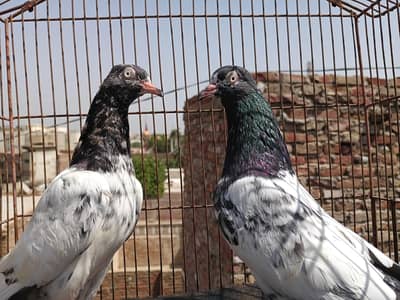 kabootar