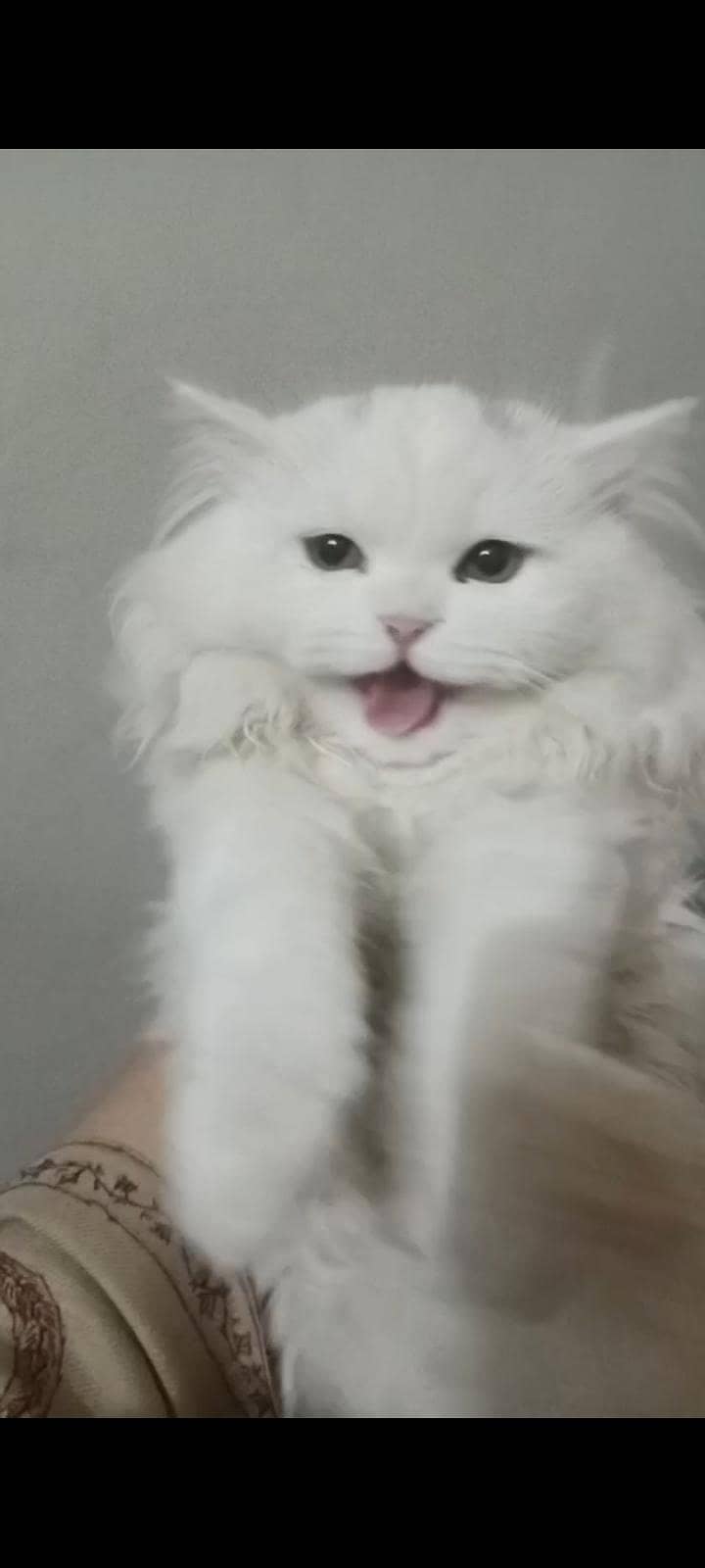 cat for 0