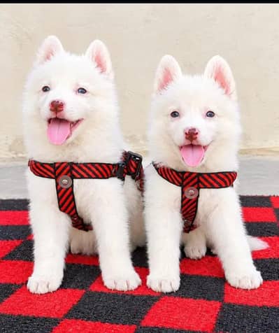 Russian dog for sale