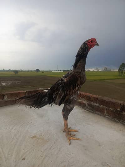 aseel thai