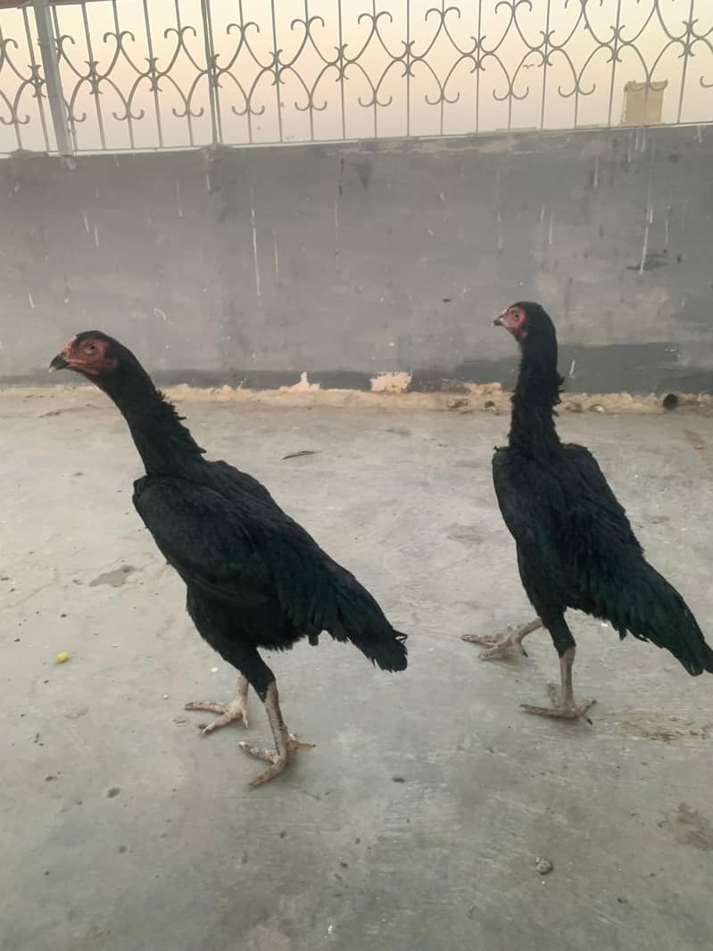 forsale 3