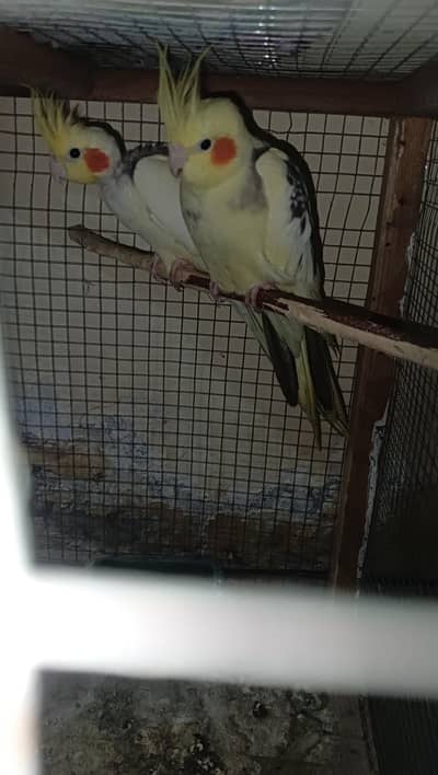 Cocktail bird ready for breading for sale