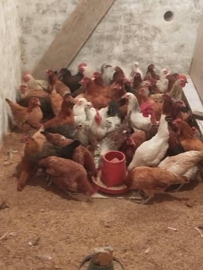 Golden Misri murghiyan/Hens stater