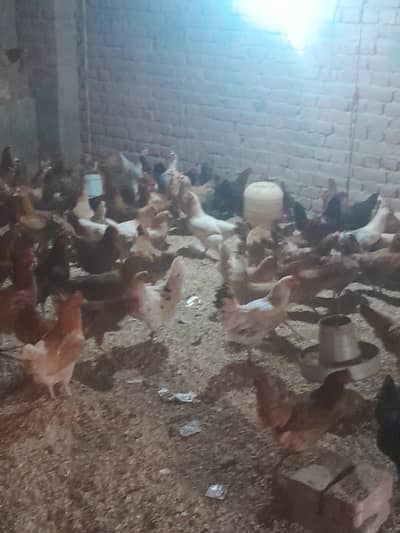 golden misiri hens and eggs available