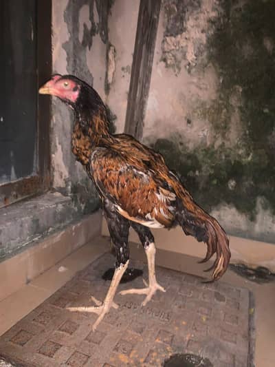 Sindhi aseel patha