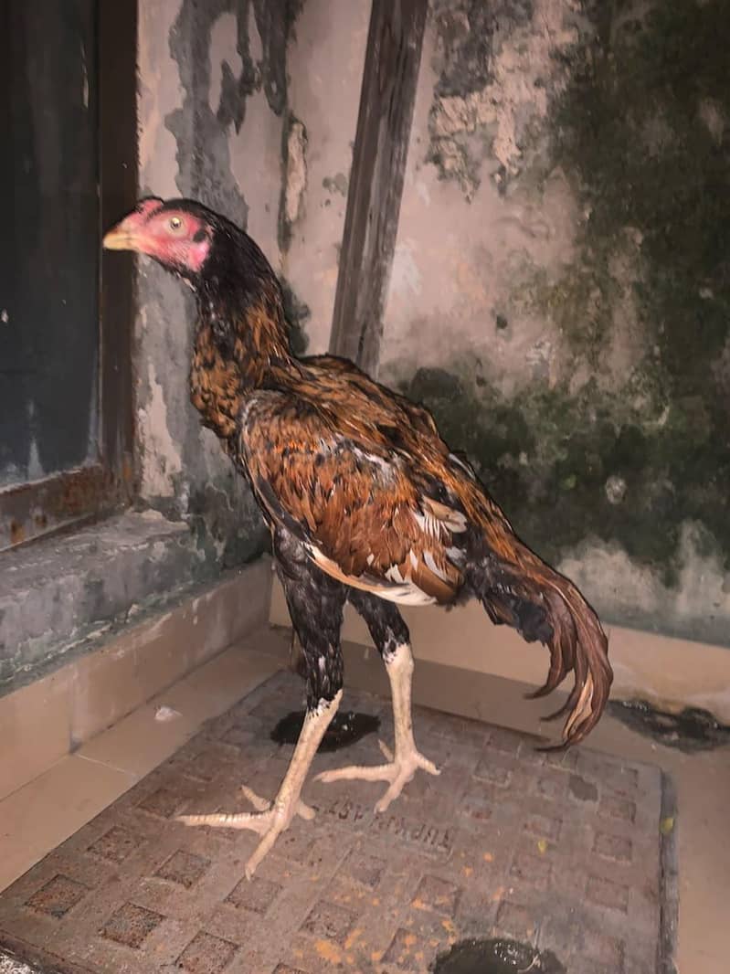 Sindhi aseel patha 0