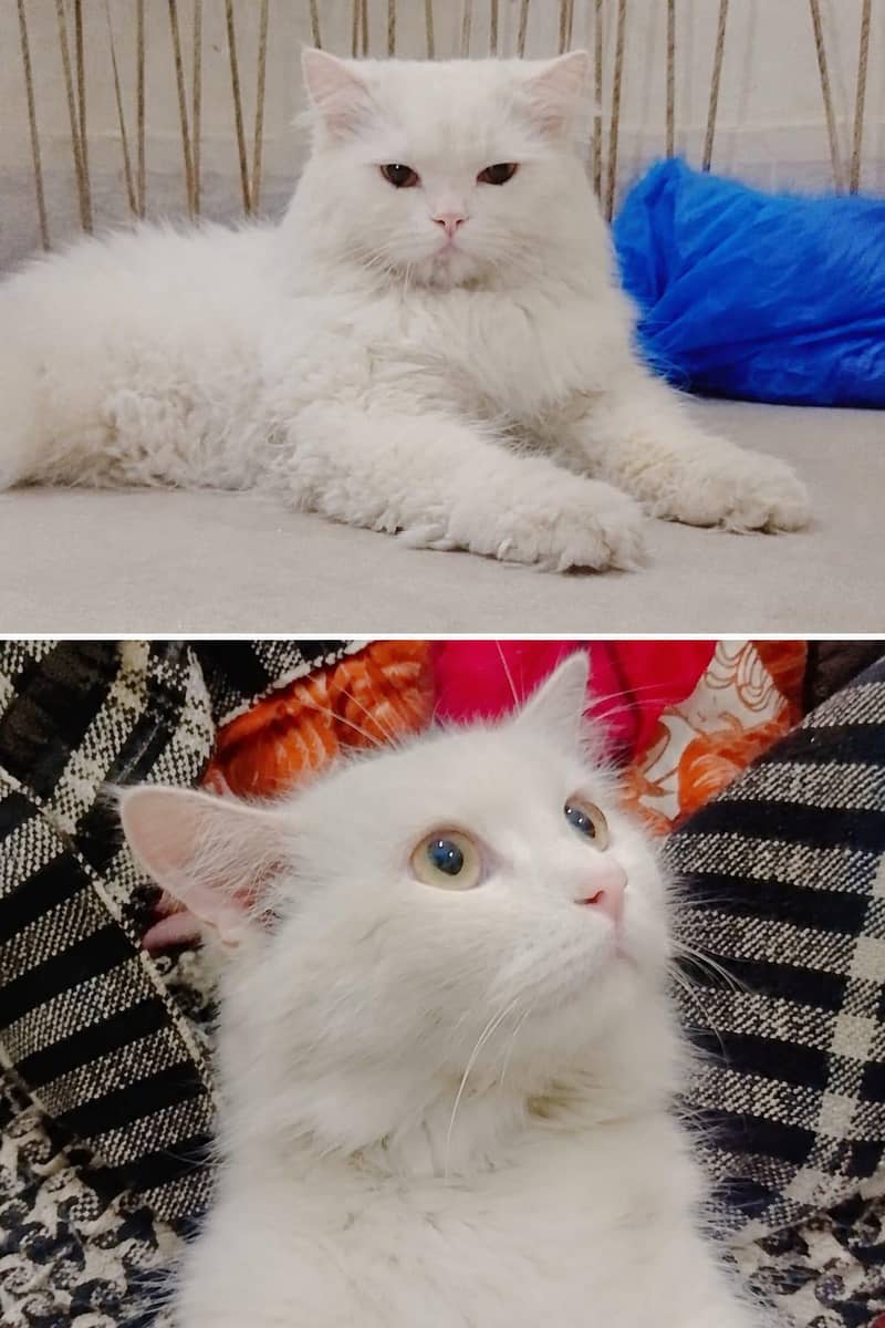 Persian cat pair 0