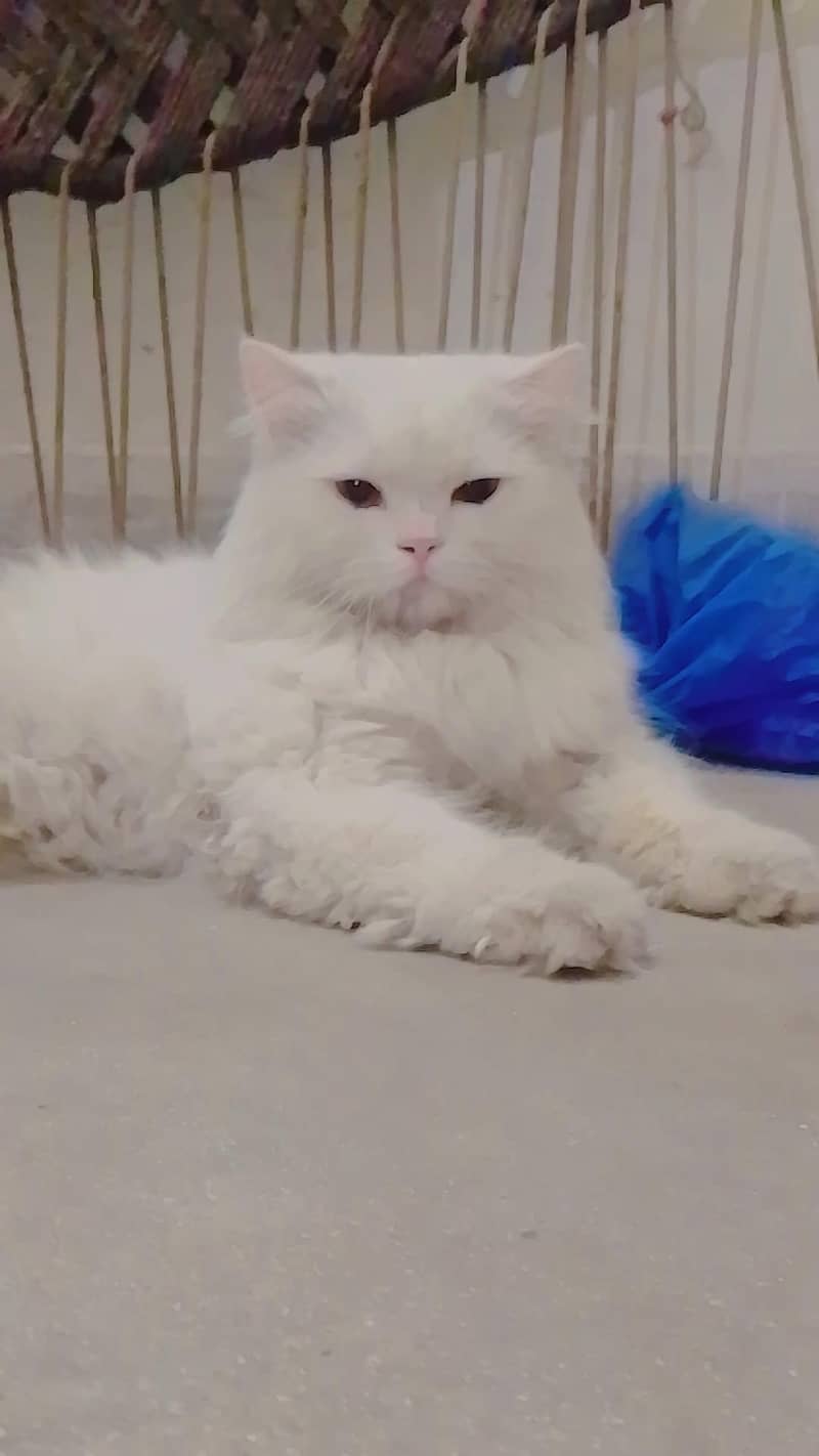 Persian cat pair 1