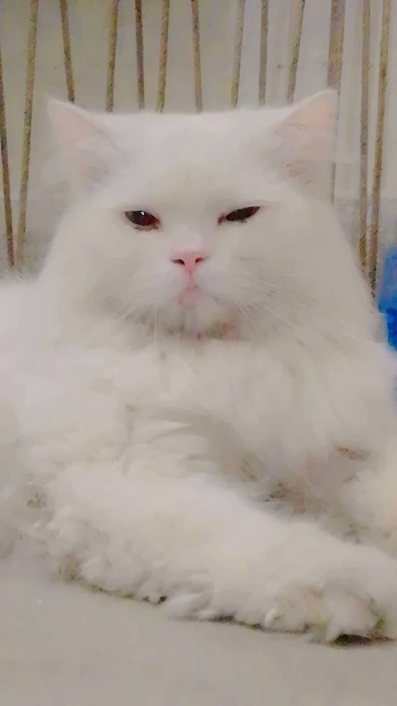 Persian cat pair 2