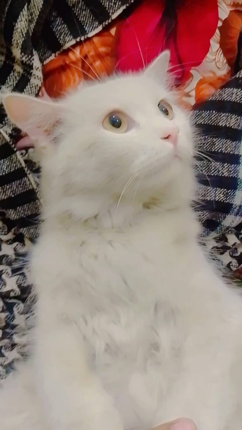 Persian cat pair 3