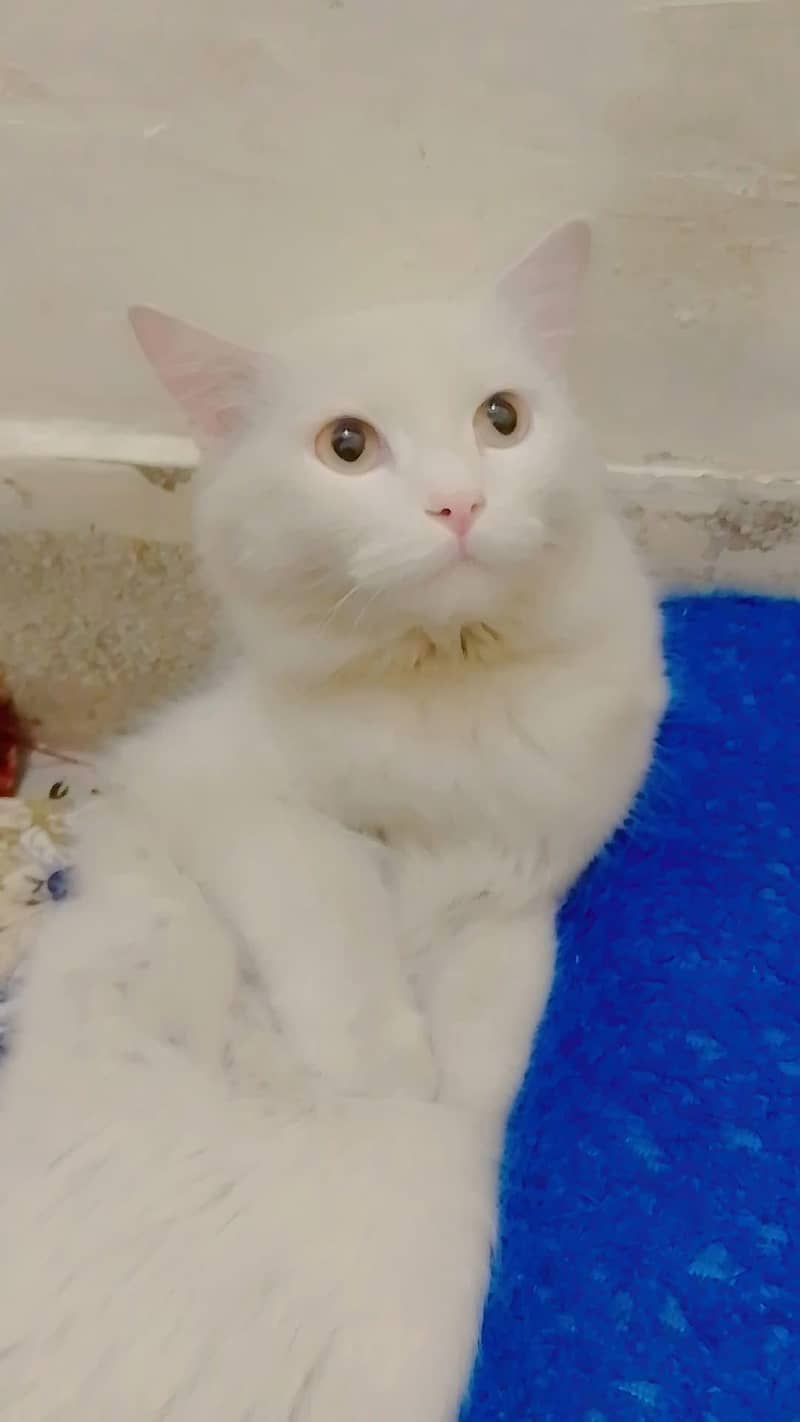 Persian cat pair 4