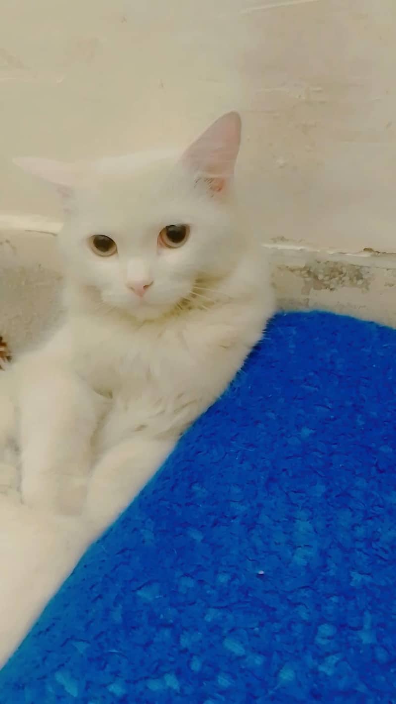 Persian cat pair 5